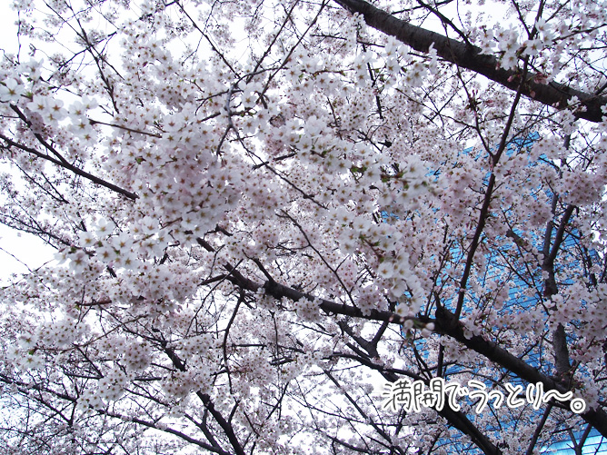 大阪城公園　3月下旬　桜お花見