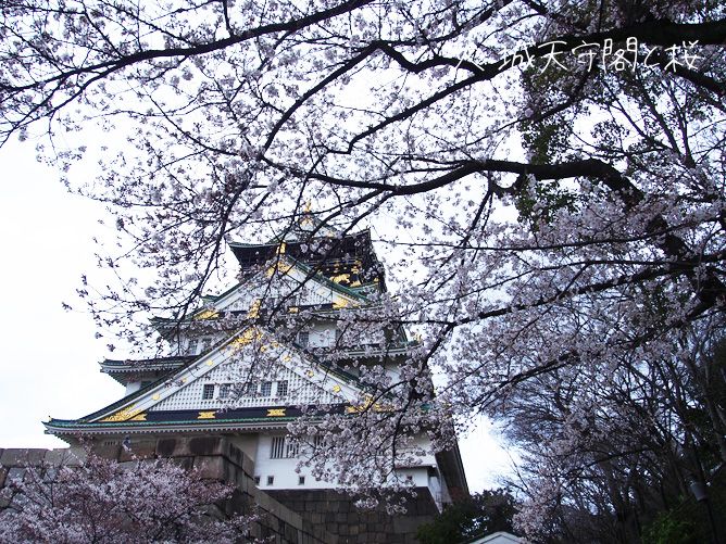 大阪城天守閣と桜