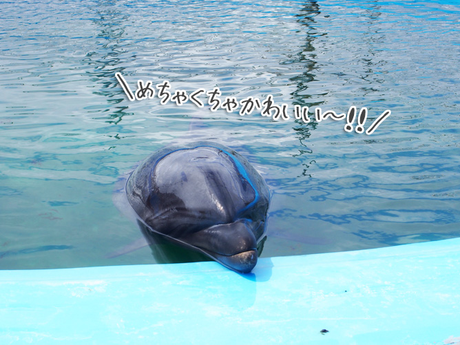 和歌山　イルカと泳ぐ　ドルフィンリゾート