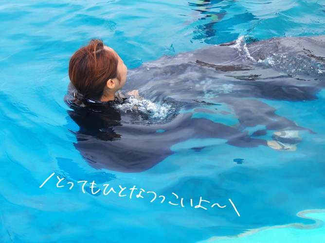 和歌山　イルカと泳ぐ　ドルフィンリゾート