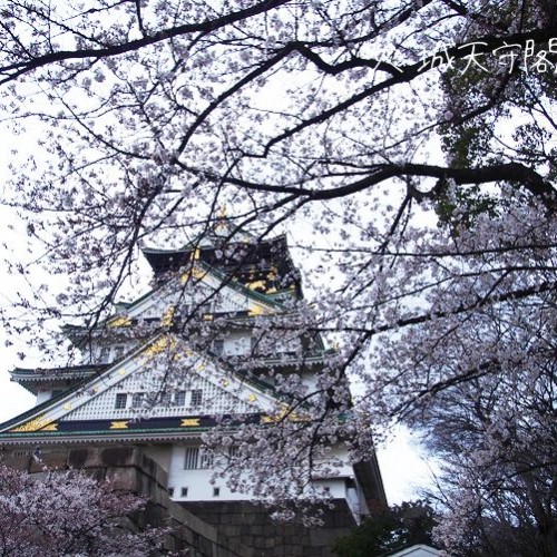 大阪城天守閣と桜